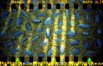 holga_pan002M