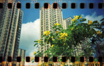 holga_pan005M