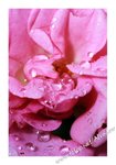 Closeup_0003����