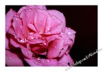 Closeup_0009����