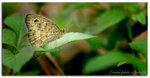 D3X_3609nxptn