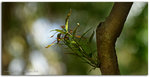 D3P_8081sps tn