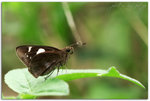 D3P_3412sp tn