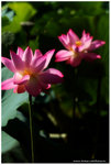 IMG_7363-2s