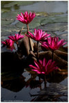 IMG_7382-s