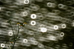 DPP_0005a