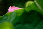_MG_9916