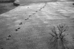 _MG_3428-1