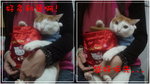 cici new year