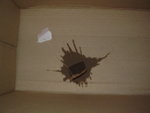 
Tea bag.