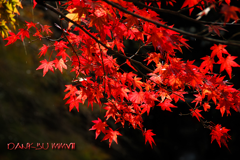 Gohsun.com