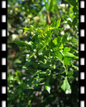 DSCF0094