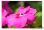 DSC_0009_nEO_IMG