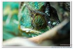 DSC_0012_nEO_IMG