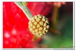 DSC_0027_nEO_IMG