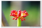 DSC_0029_nEO_IMG