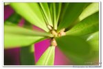 DSC_0032_nEO_IMG