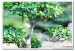 DSC_0034_nEO_IMG