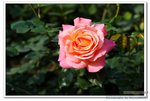 DSC_0037_nEO_IMG