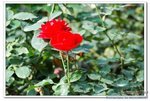 DSC_0038_nEO_IMG
