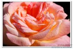 DSC_0039_nEO_IMG
