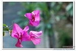DSC_0041_nEO_IMG