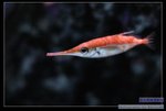 DSC_0147_nEO_IMG