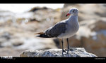 DSC_4119_cropB