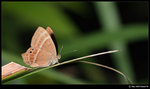 DSC_7215_cp169_cp