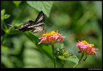 DSC_7253_cp2