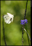 DSC_7284_cp