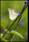 DSC_7285_cp2