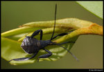 DSC_7347_cp
