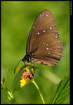 DSC_7453_cp