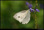 DSC_7454_cp