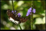 DSC_7455_cp