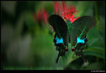 DSC_7461_cp_lb