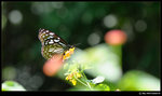 DSC_7464_cp169