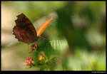 DSC_7479_cp_lb