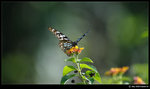 DSC_7620_cp169