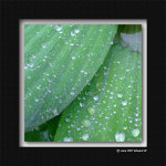 DSCF2724