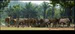 Safari_02