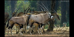 Safari_03