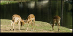 Safari_04