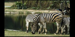 Safari_05
