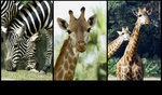 Safari_06