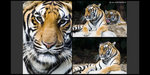Safari_08