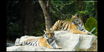 Safari_09