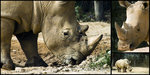Safari_10