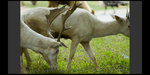 Safari_11